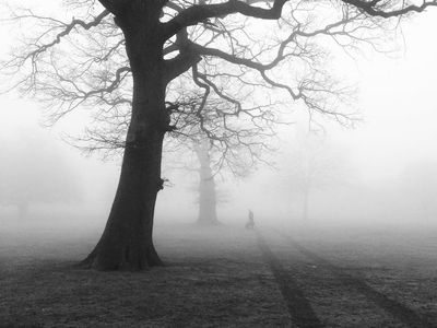 A tranquil path winding through a misty morning park.