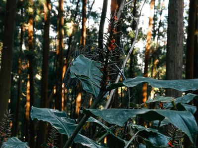 Sunlight filtering through green leaves in a dense forest.